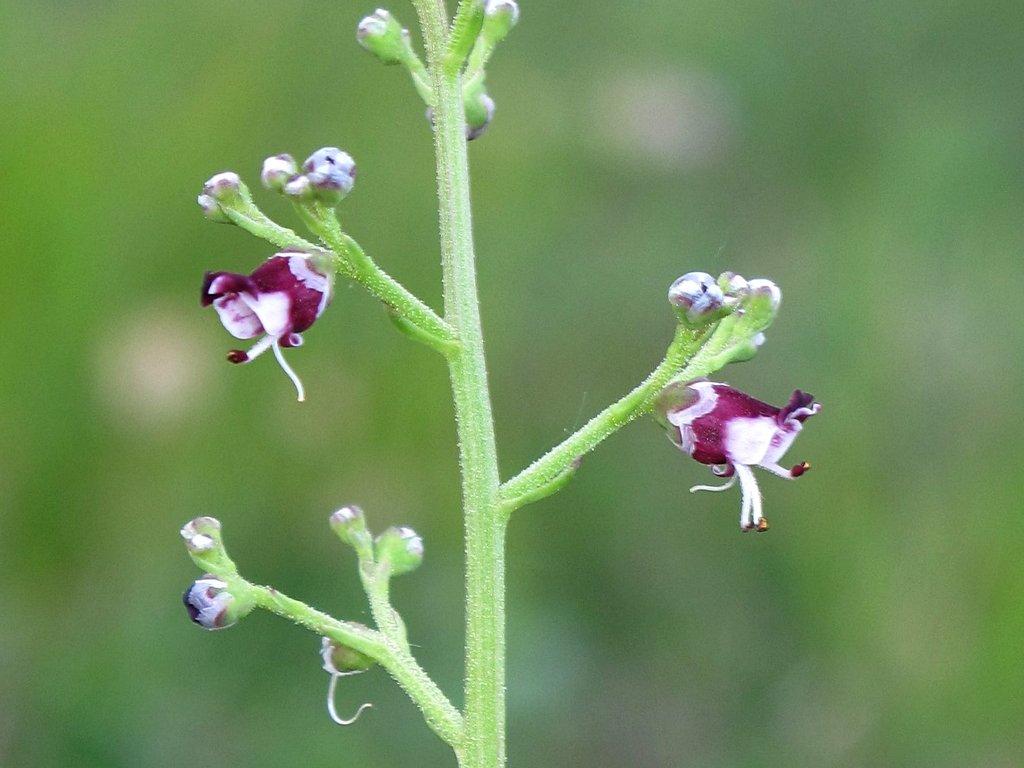 Scrophularia canina